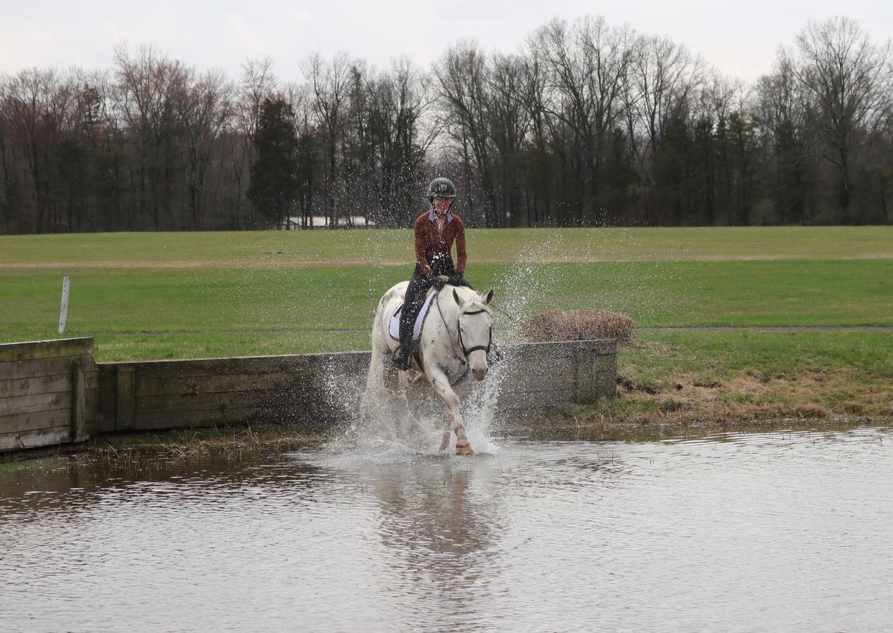 ZIGGY | Horse Bid, LLC