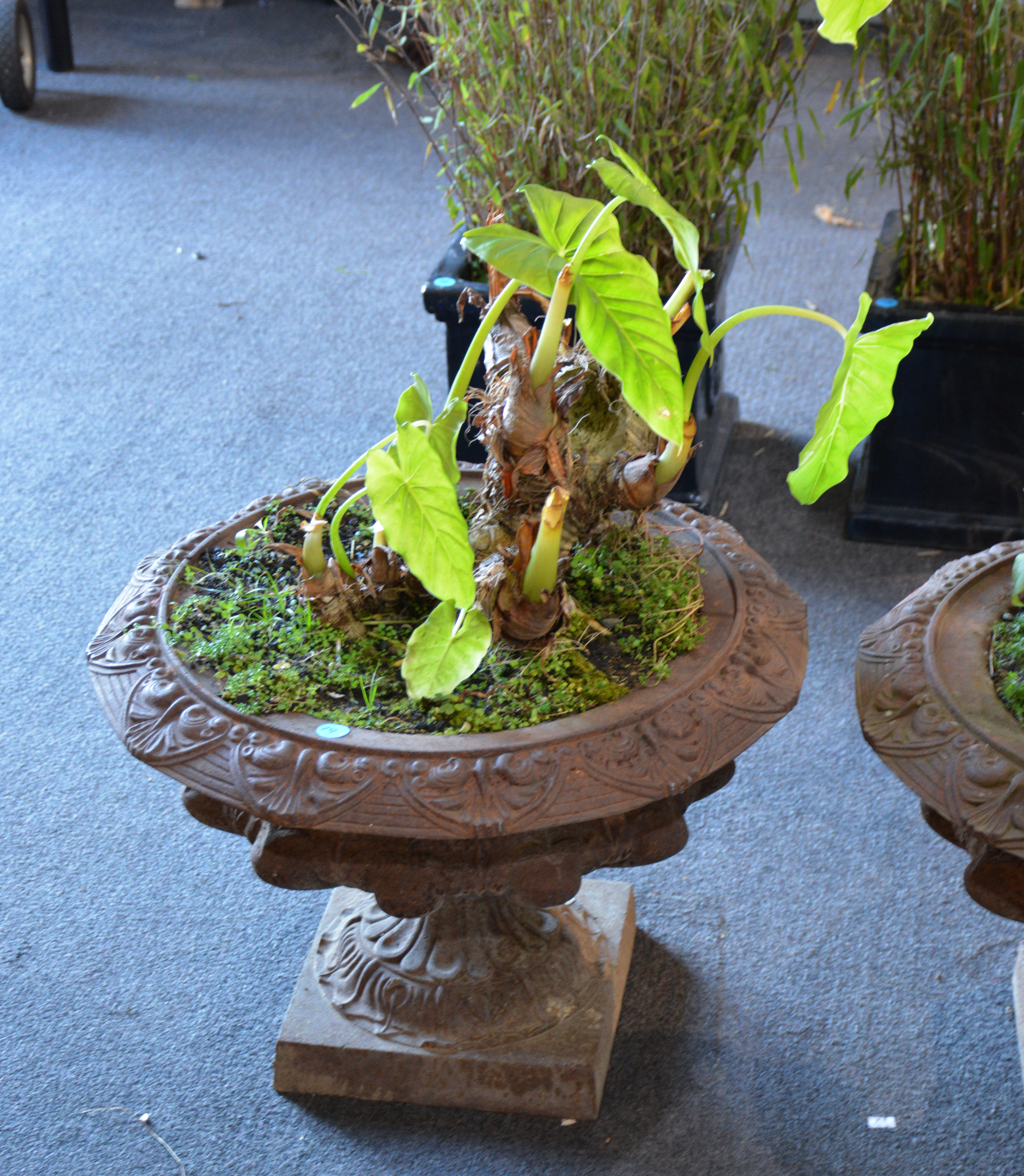 Elephant Ear Plant in Cast Iron Urn Style Pot — sold at auction in New Zealand for $210