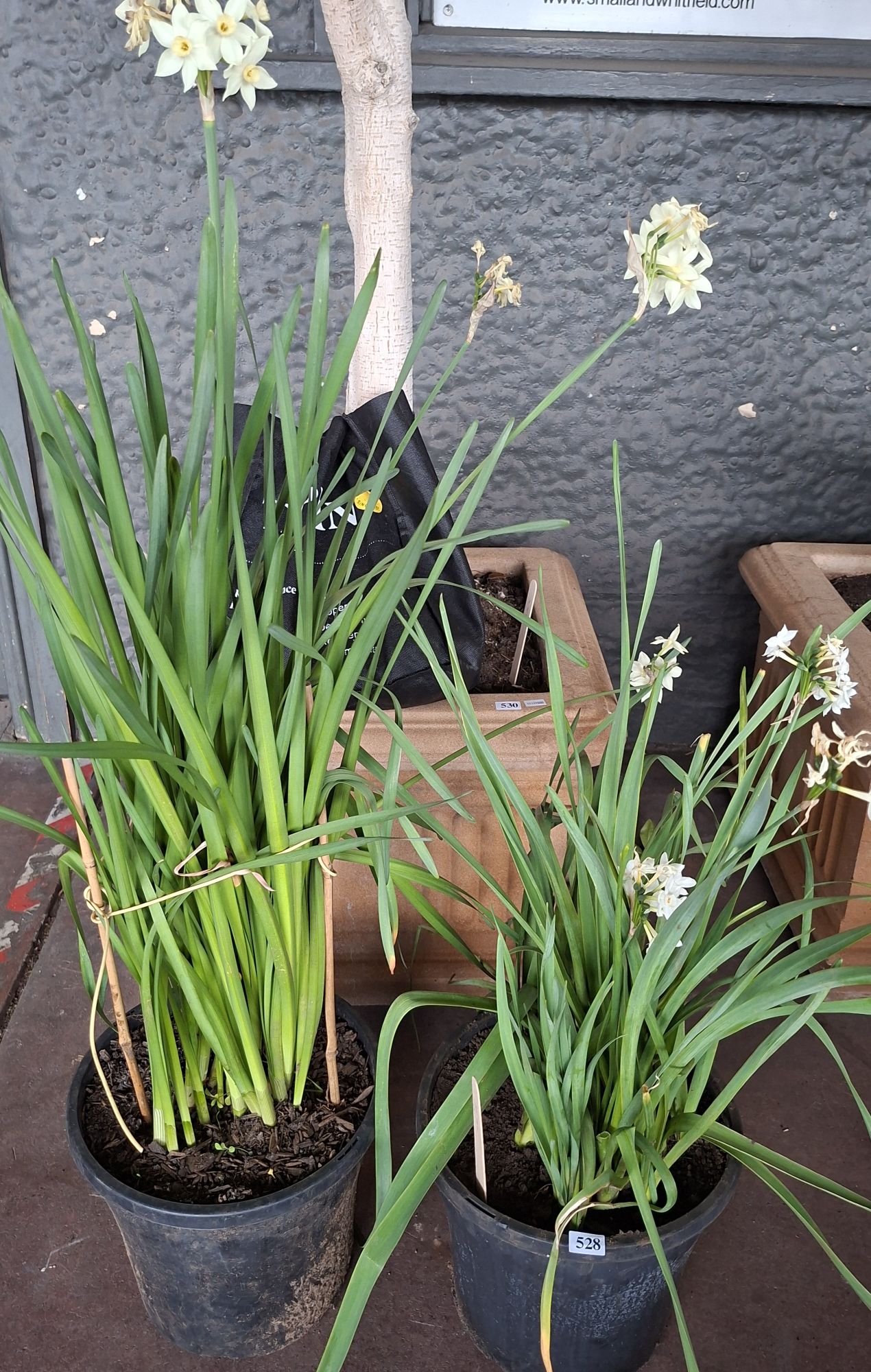 Potted Narcissus