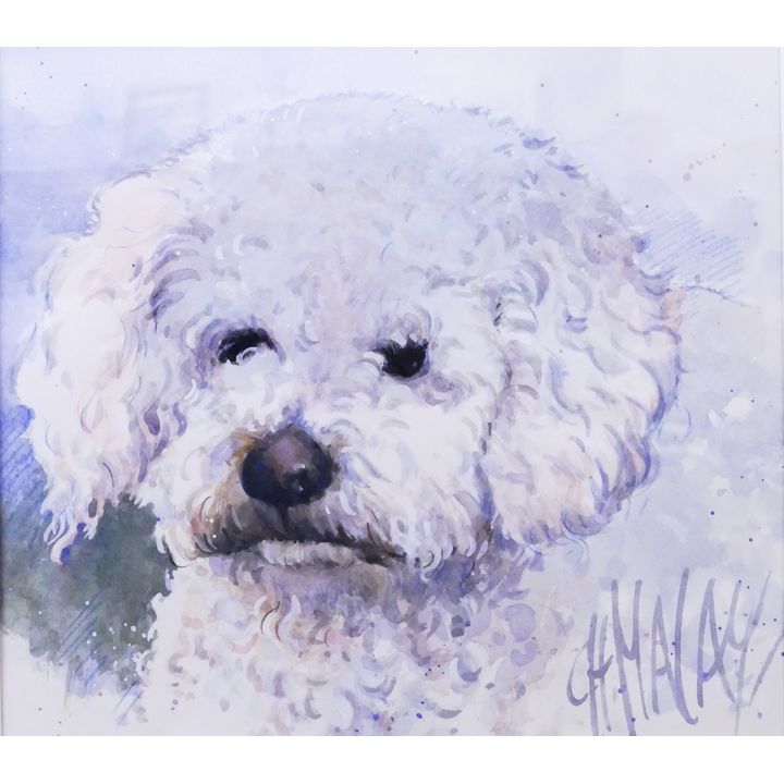 Modern Bichon Frise Dog Watercolor Framed- 19x19''