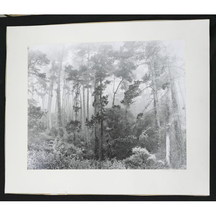 Bob Werling ''Pines in Fog'' Gelatin Silver Print Mounted 20''x24''