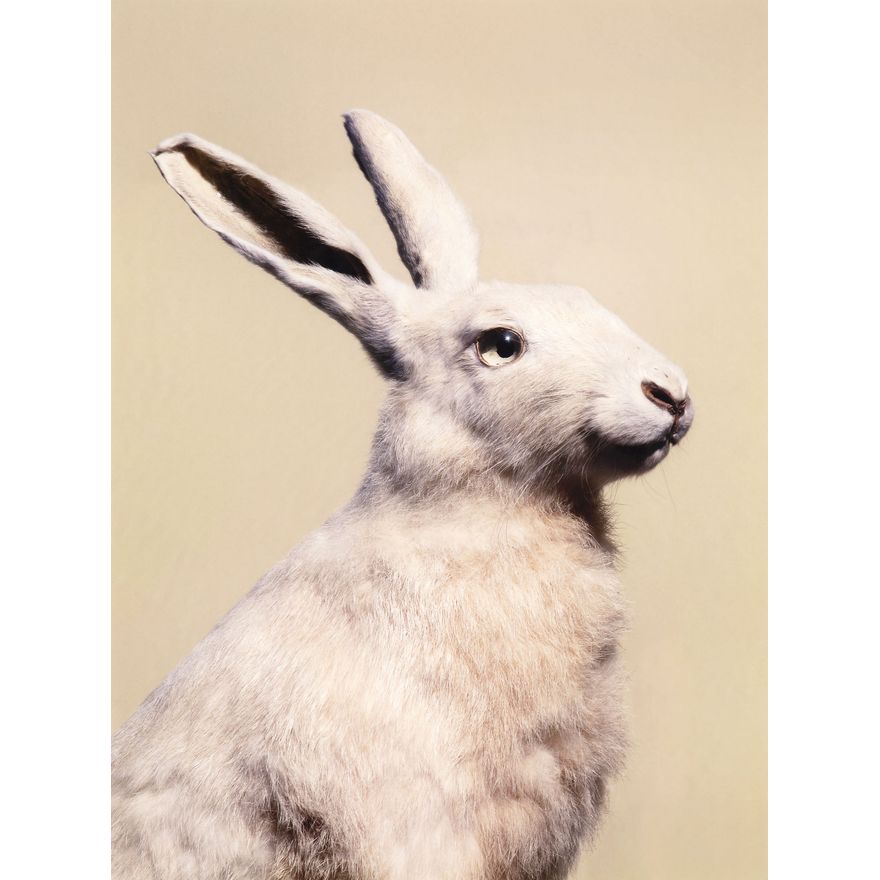 Peter Peryer 'European Hare'