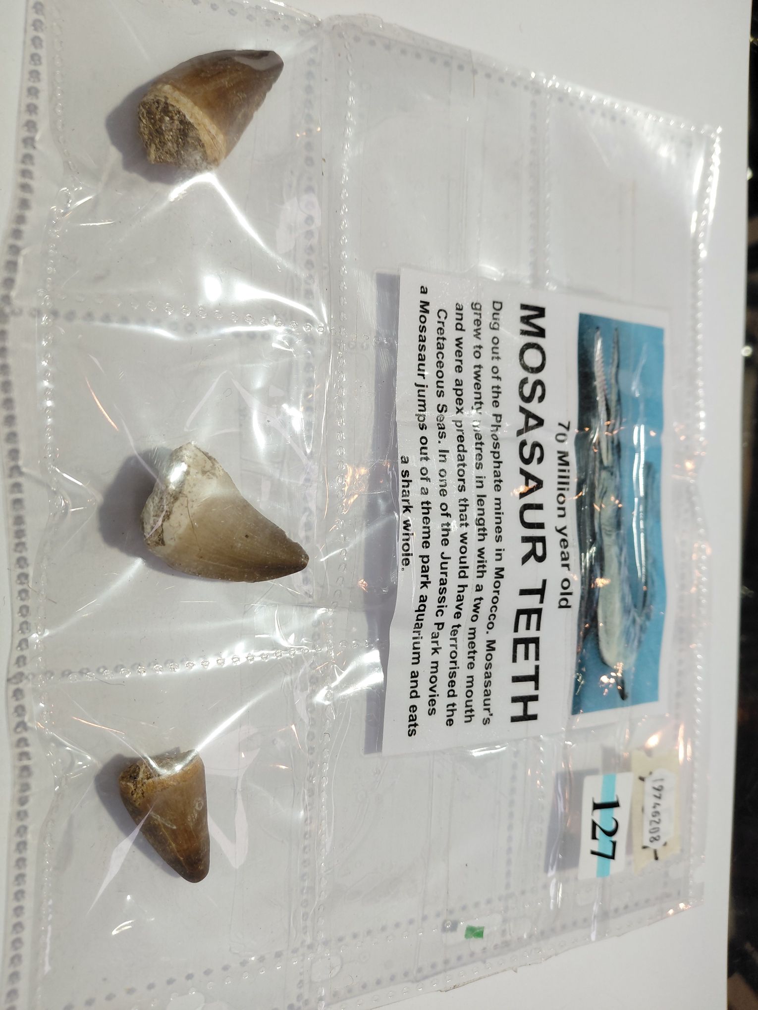 Mosasaur Teeth