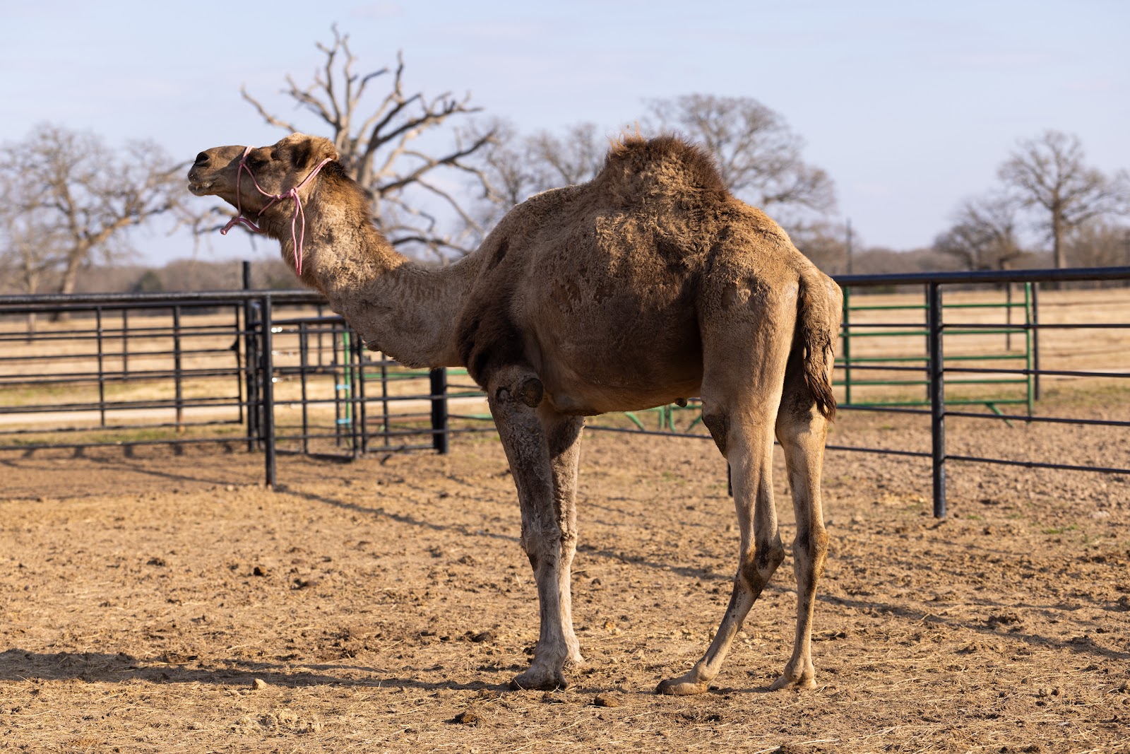 HABIB | Horse Bid, LLC