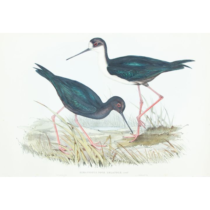 John & Elizabeth Gould 'Himanoptopus Novae Zealandiae'