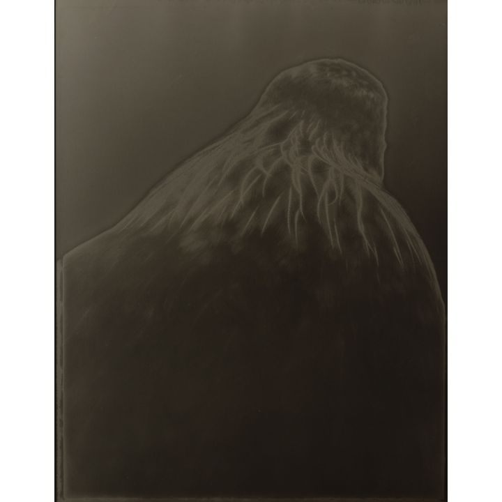 Fiona Pardington 'Tui Mountain (Whanganui Museum)'