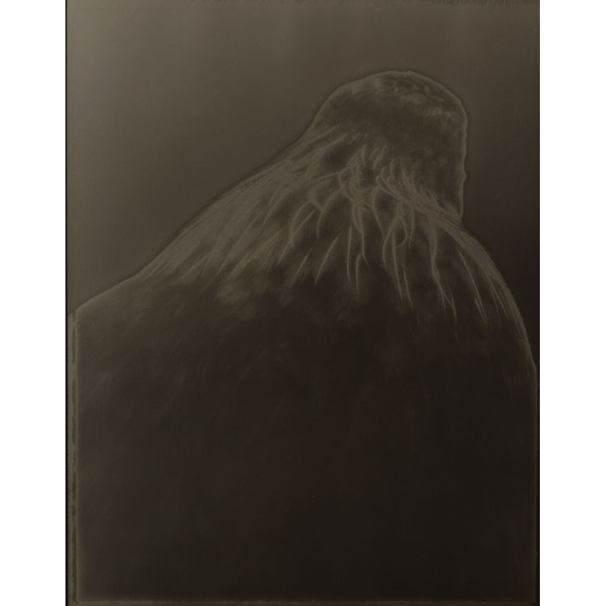 Fiona Pardington 'Tui Mountain (Whanganui Museum)'