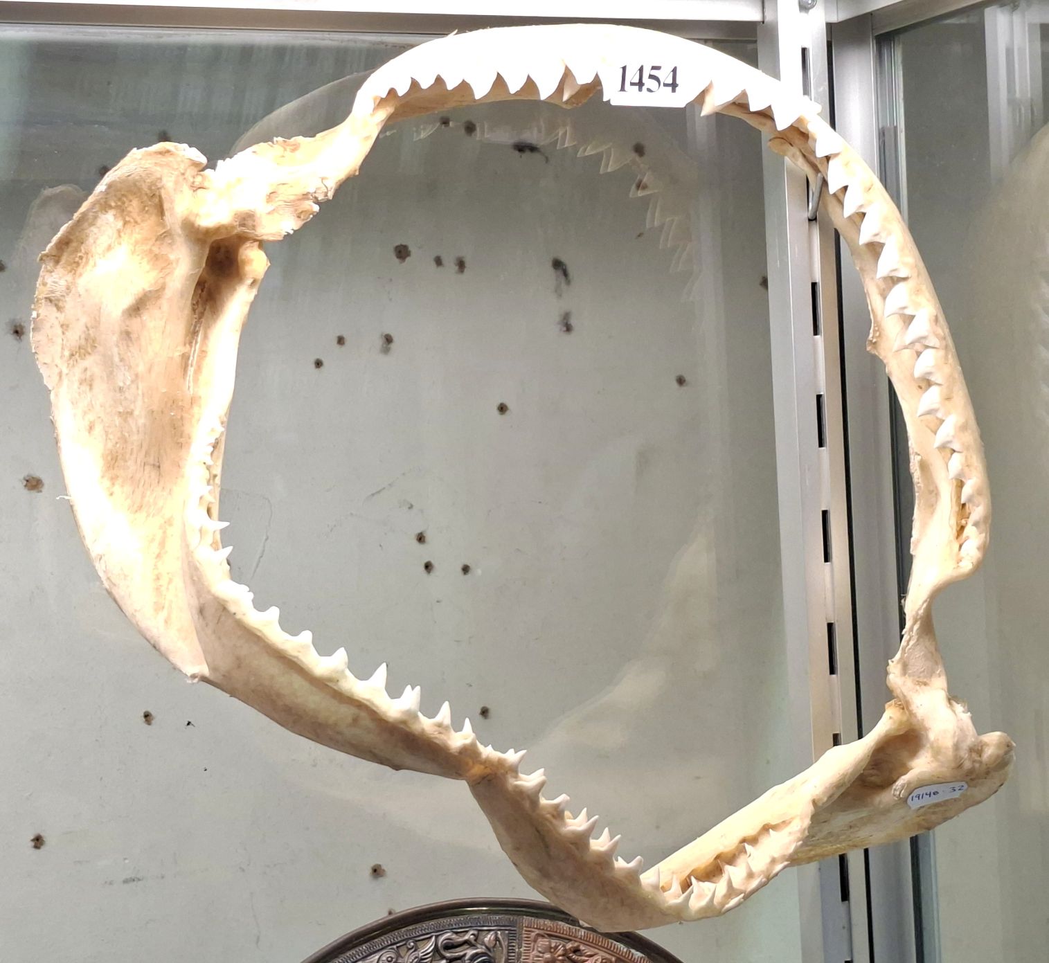 1454 · SHARK JAW SPECIMEN