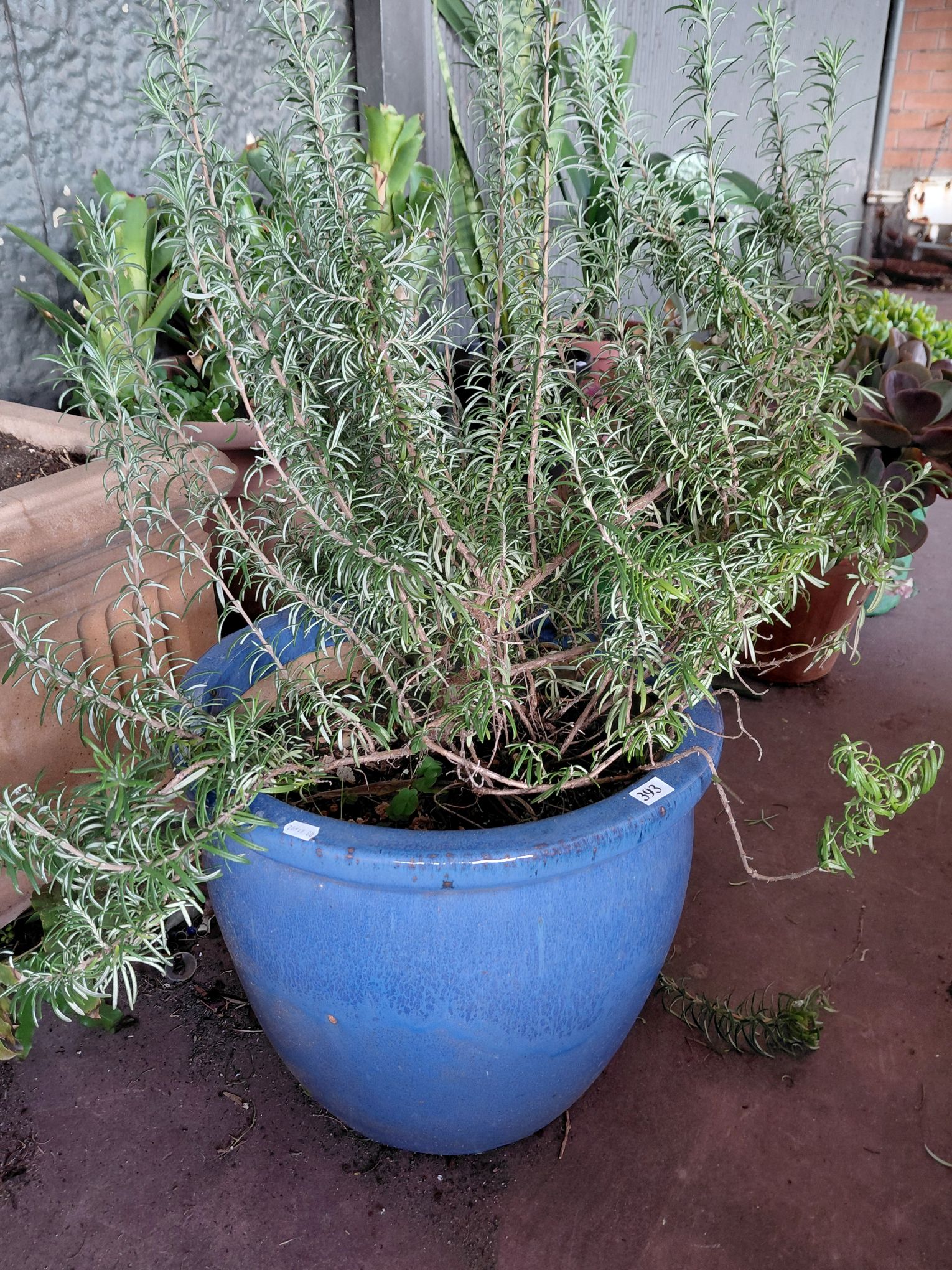 ROSEMARY
