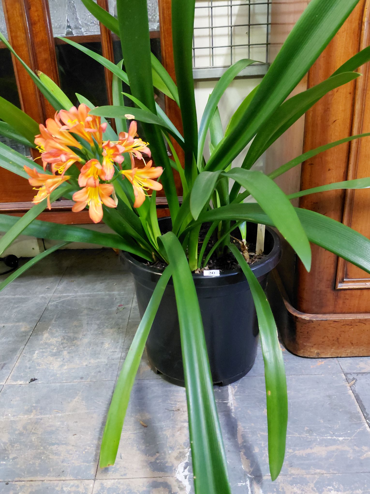 20 · CLIVIA PLANT