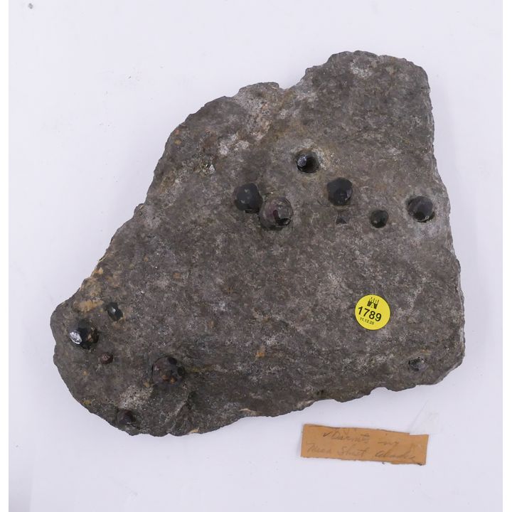 Garnets in Matrix Specimen- 9''