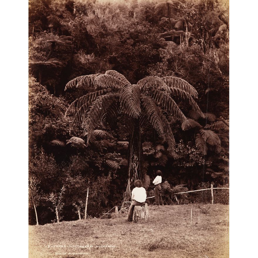 Burton Brothers 'Ferns - Waitakere'