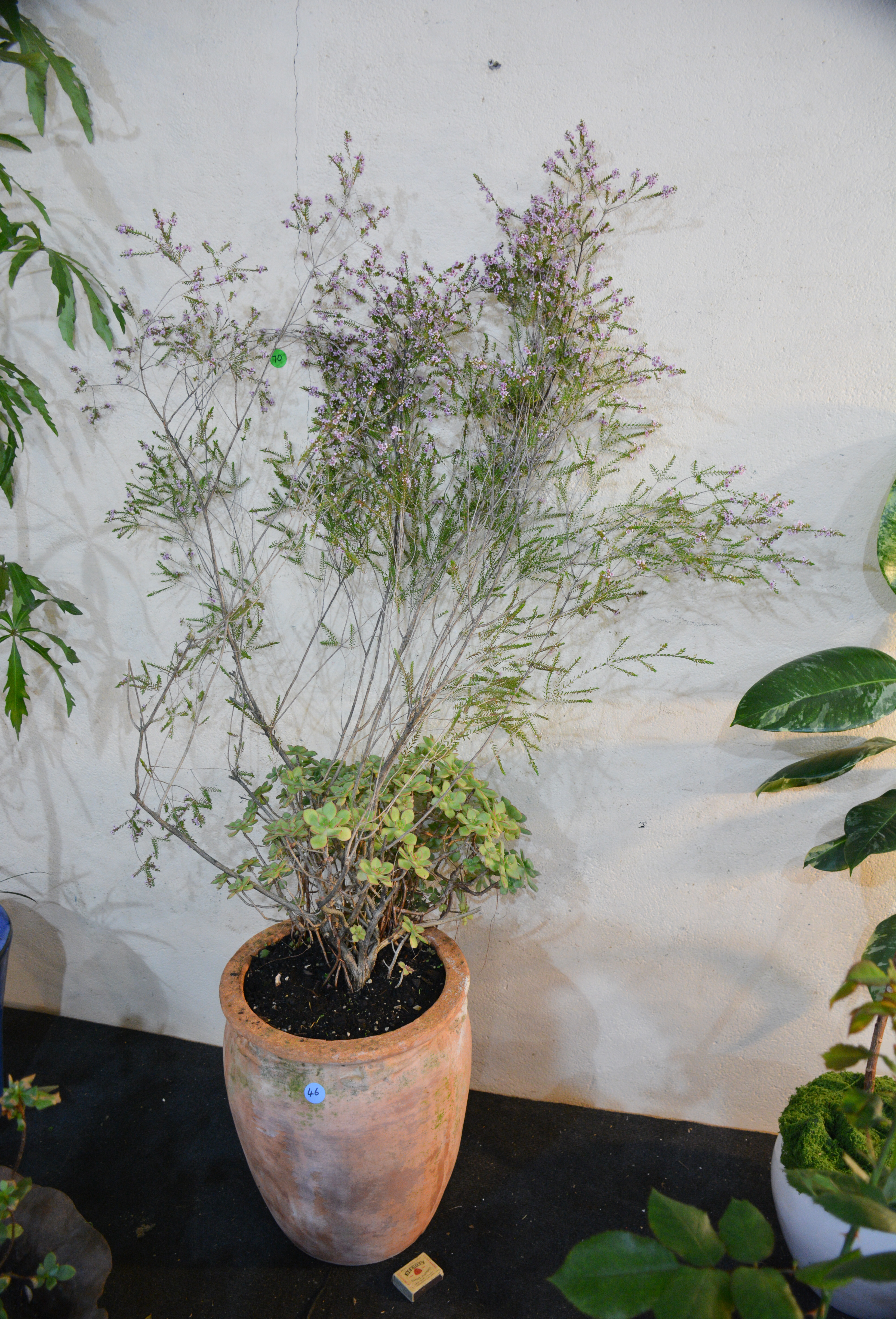 Thryptomene Plant in Tall Terracotta Pot — sold at auction in New Zealand for $35