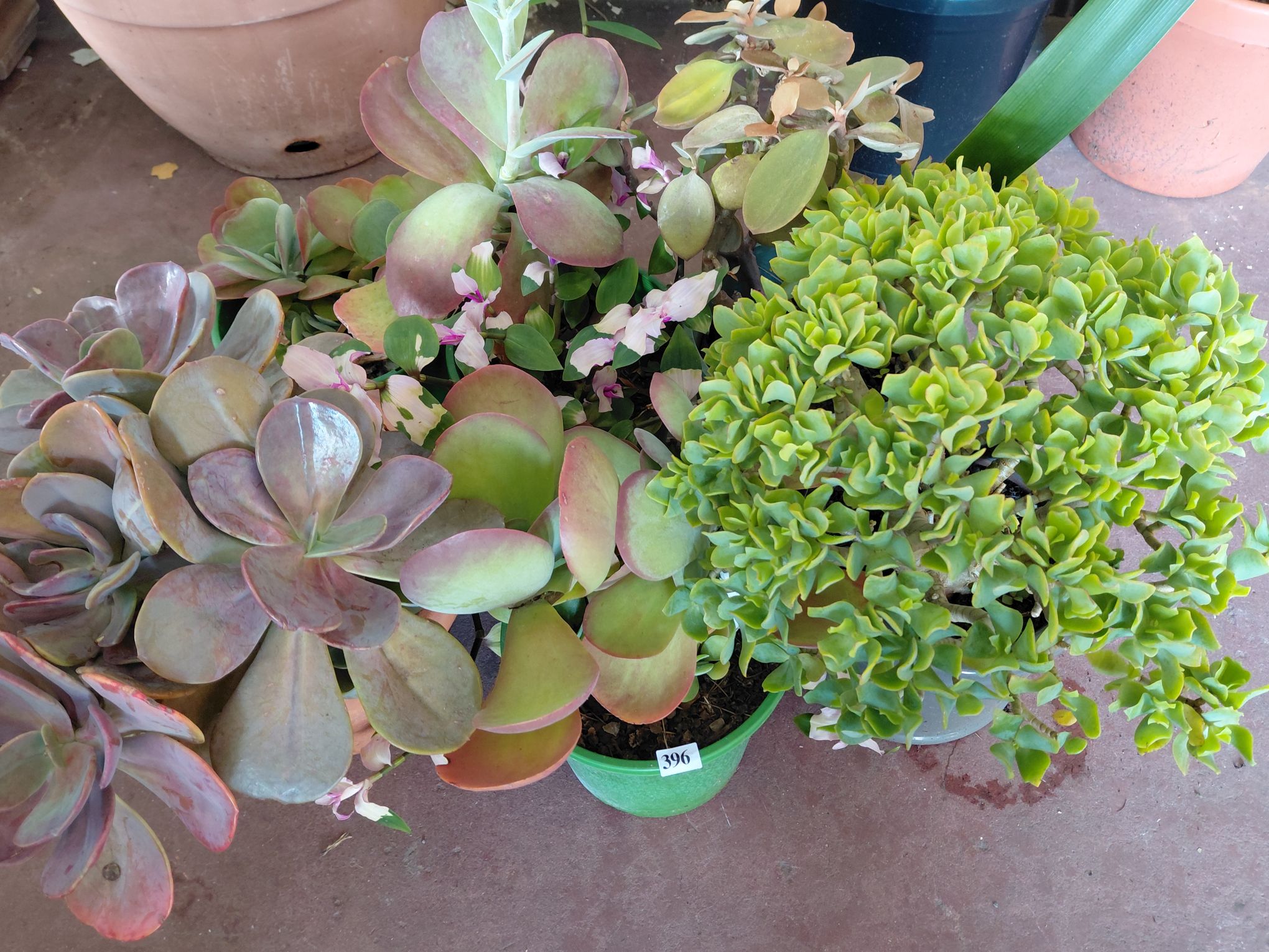 396 · SUCCULENT PLANT GROUPING