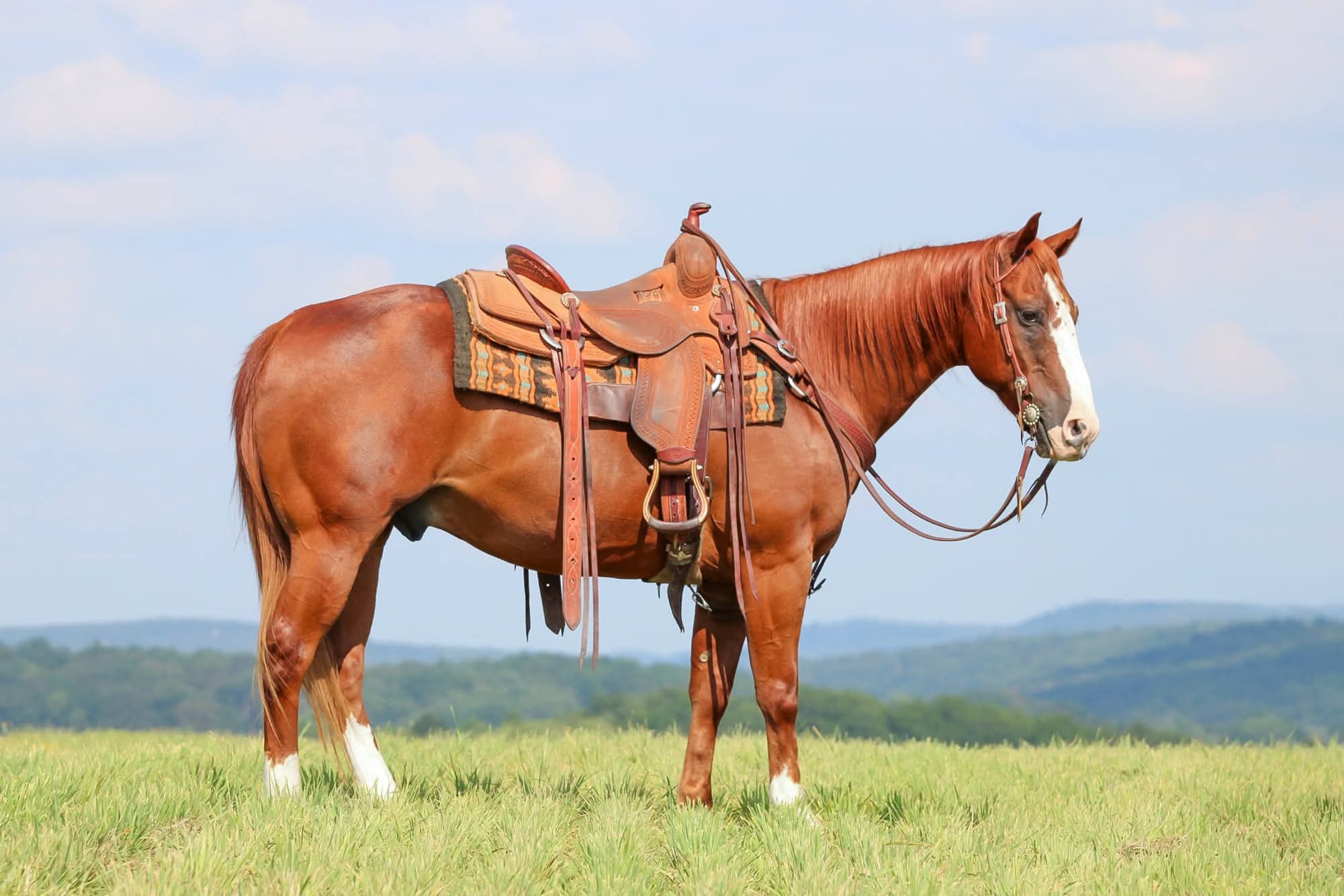 WAYLON | Horse Bid, LLC