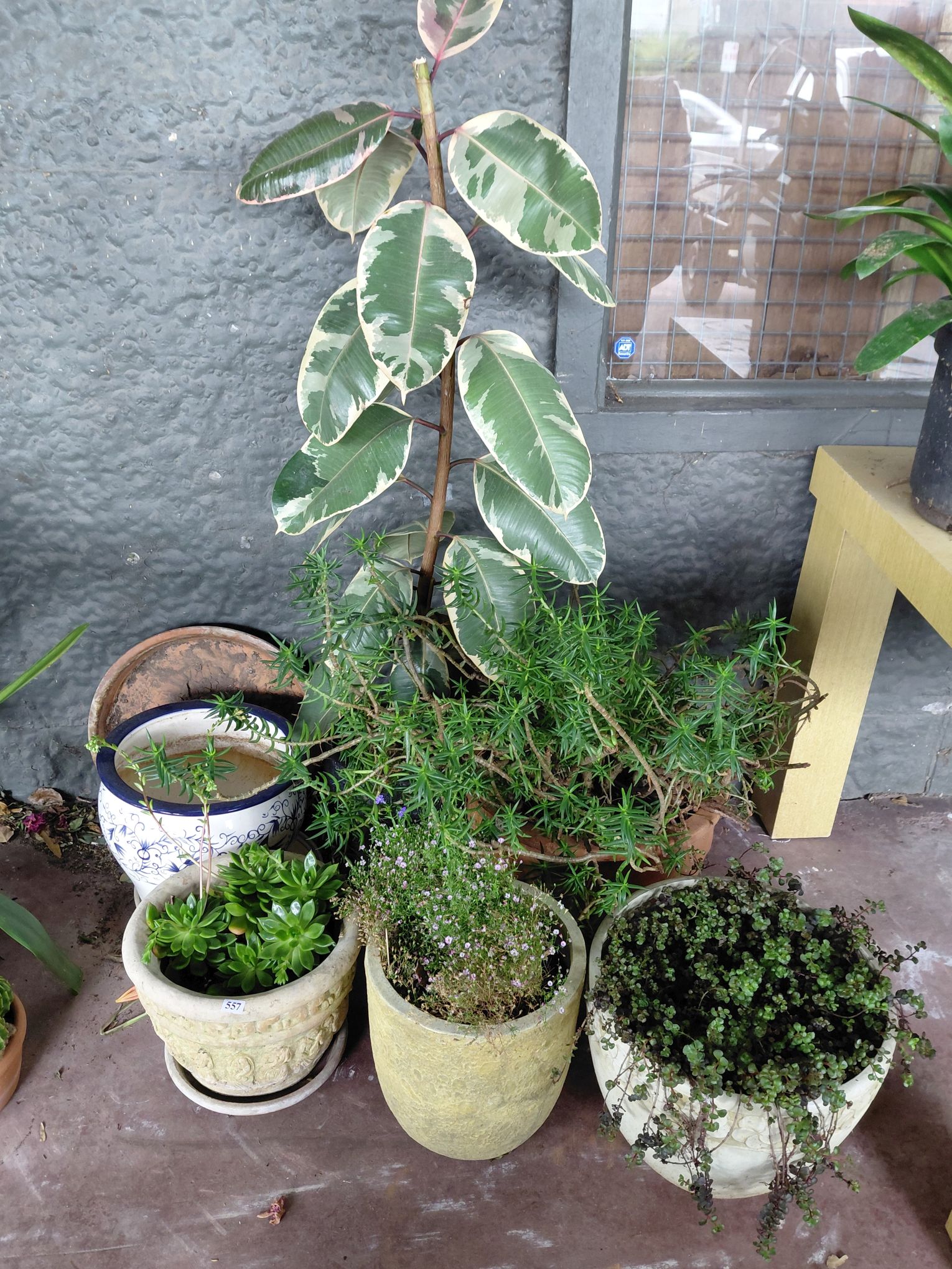 Various Plants And Pots
