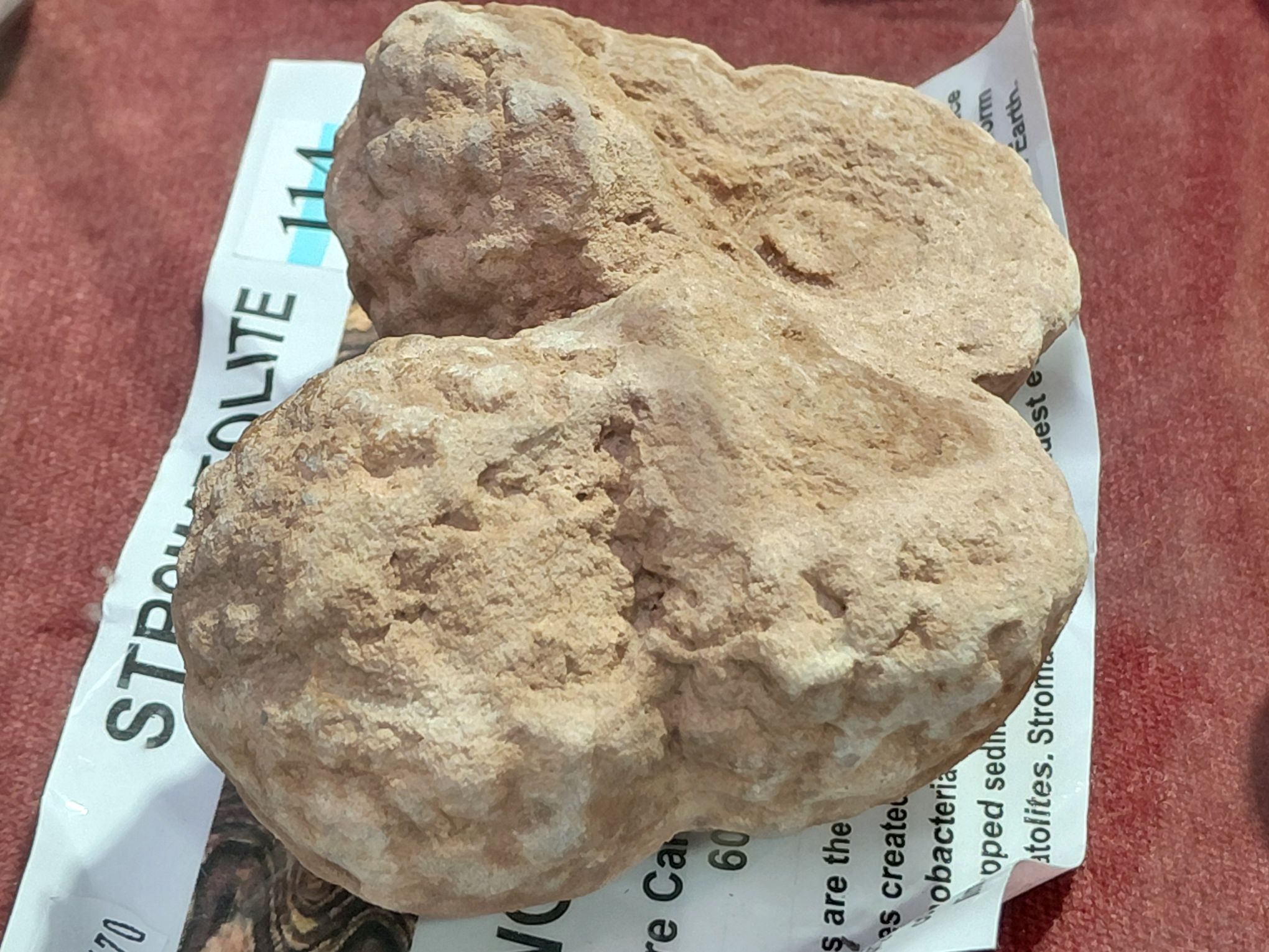 114 · WORLDS OLDEST FOSSIL