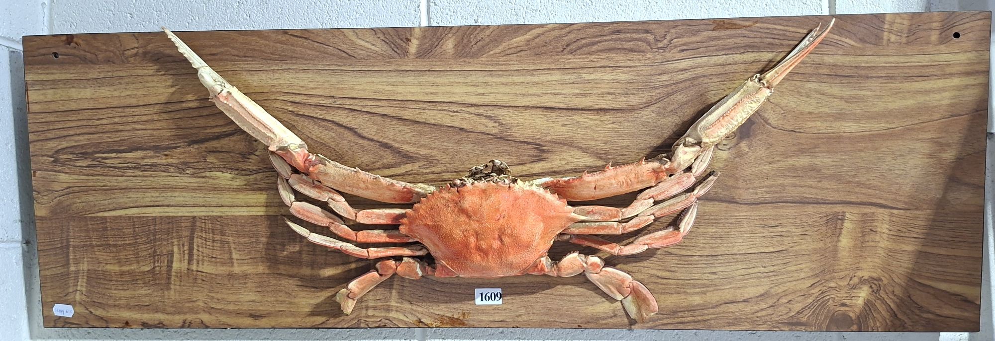 Blue Swimmer Crab