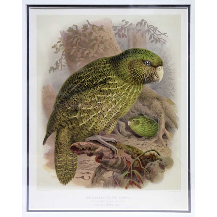 Keulemans, J.G.   [lithograph] - The Kakapo or Owl Parrot - Stringops Habroptilus