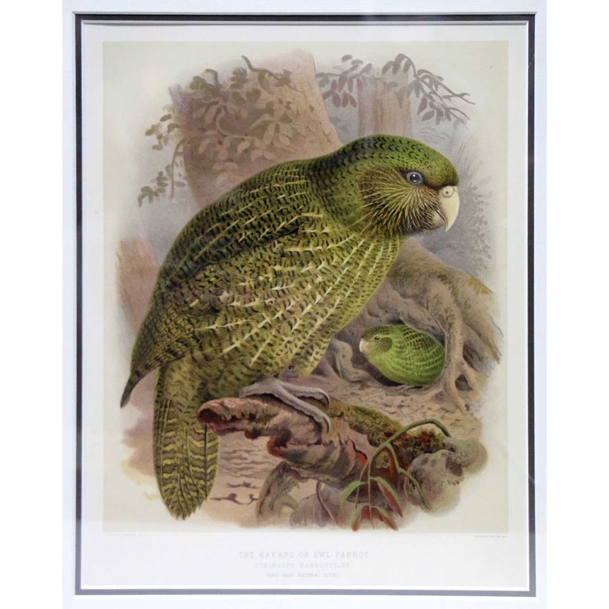 Keulemans, J.G.   [lithograph] - The Kakapo or Owl Parrot - Stringops Habroptilus