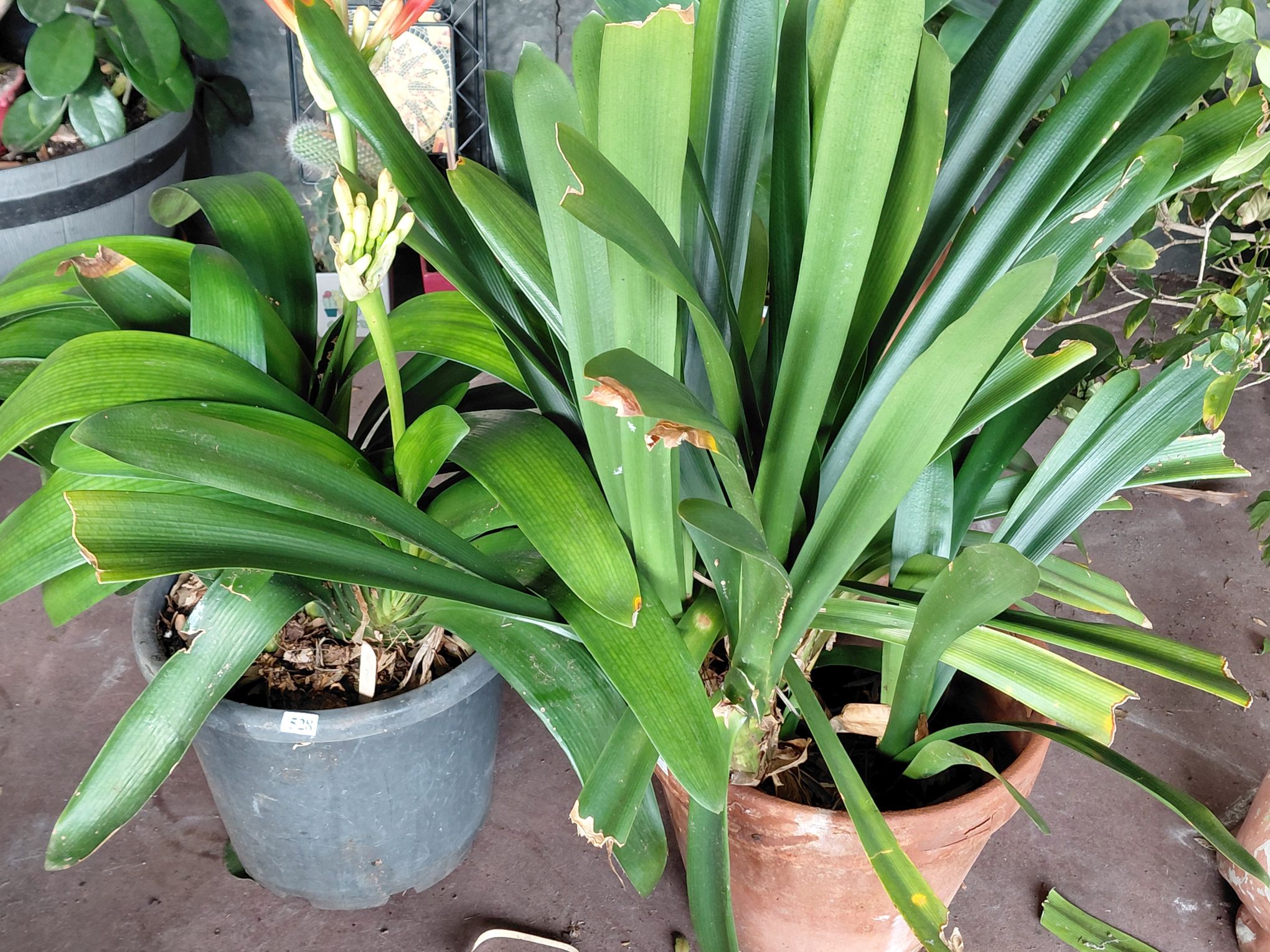2 Potted Clivia Plants