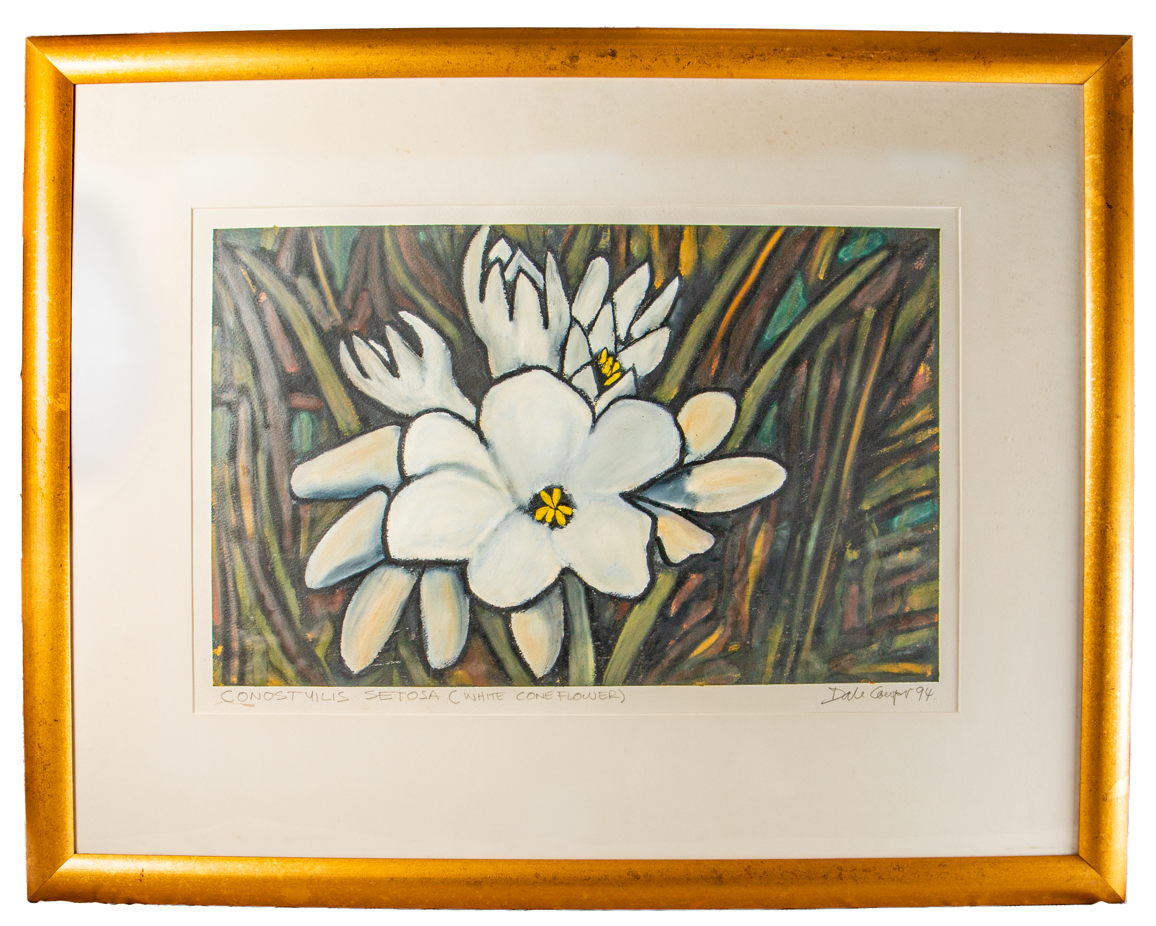Dale Couper, 'Conostyilis Setosa (White Coneflower)', 1994