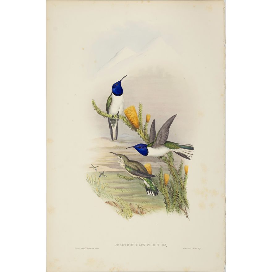 John Gould (1804-1881), Oreotrochilus Pichincha