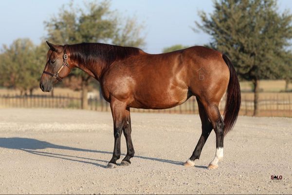 Austin Blues, 2016 bay mare, Once In A Blu Boon x Austin Cat, Lot 154 in the Solo Select October Sale