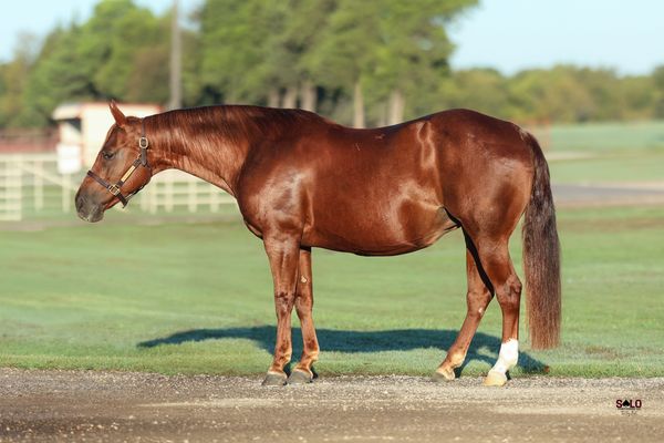 MJ Tessa Rey, 2015 sorrel mare, Dual Smart Rey x Countess To Seven, Lot 162 in the Solo Select October Sale
