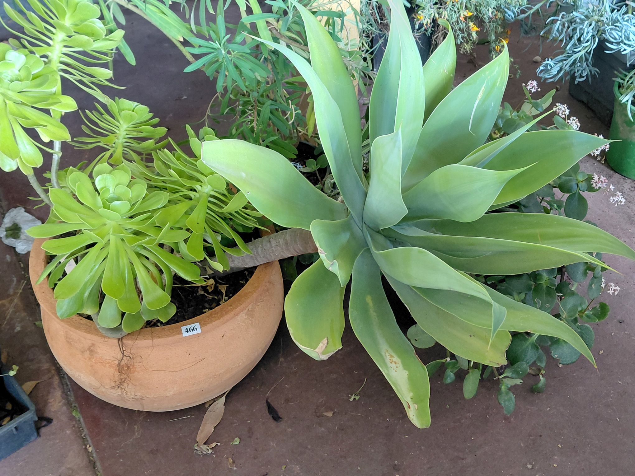 466 · SUCCULENTS
