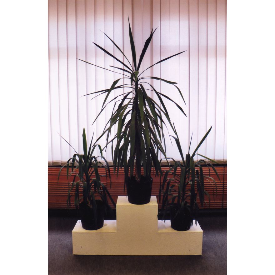 Seraphine Pick and Rob Cherry 'Stasi Plants'