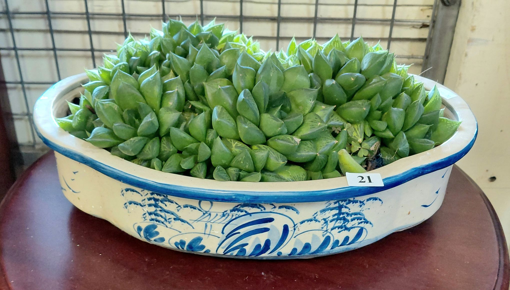 21 · SUCCULENT IN BONSAI POT