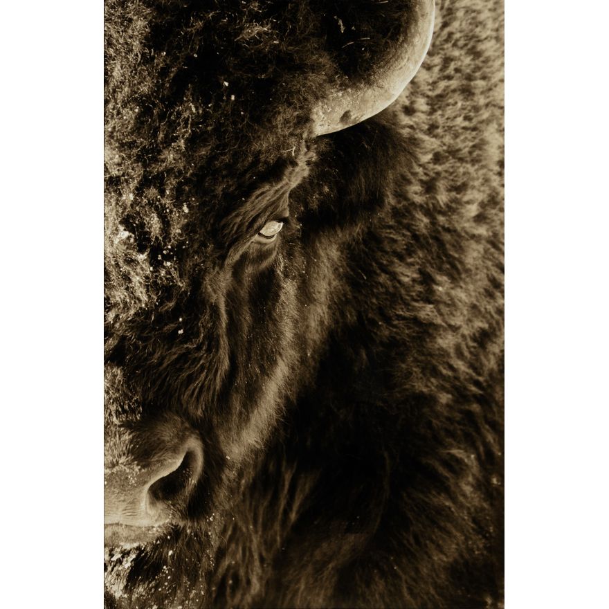 Robert Knight (20th/21st Century): Eye of the Bison
