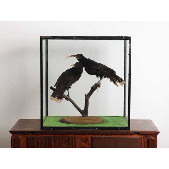 A Pair of Extinct Male and Female Huia Birds