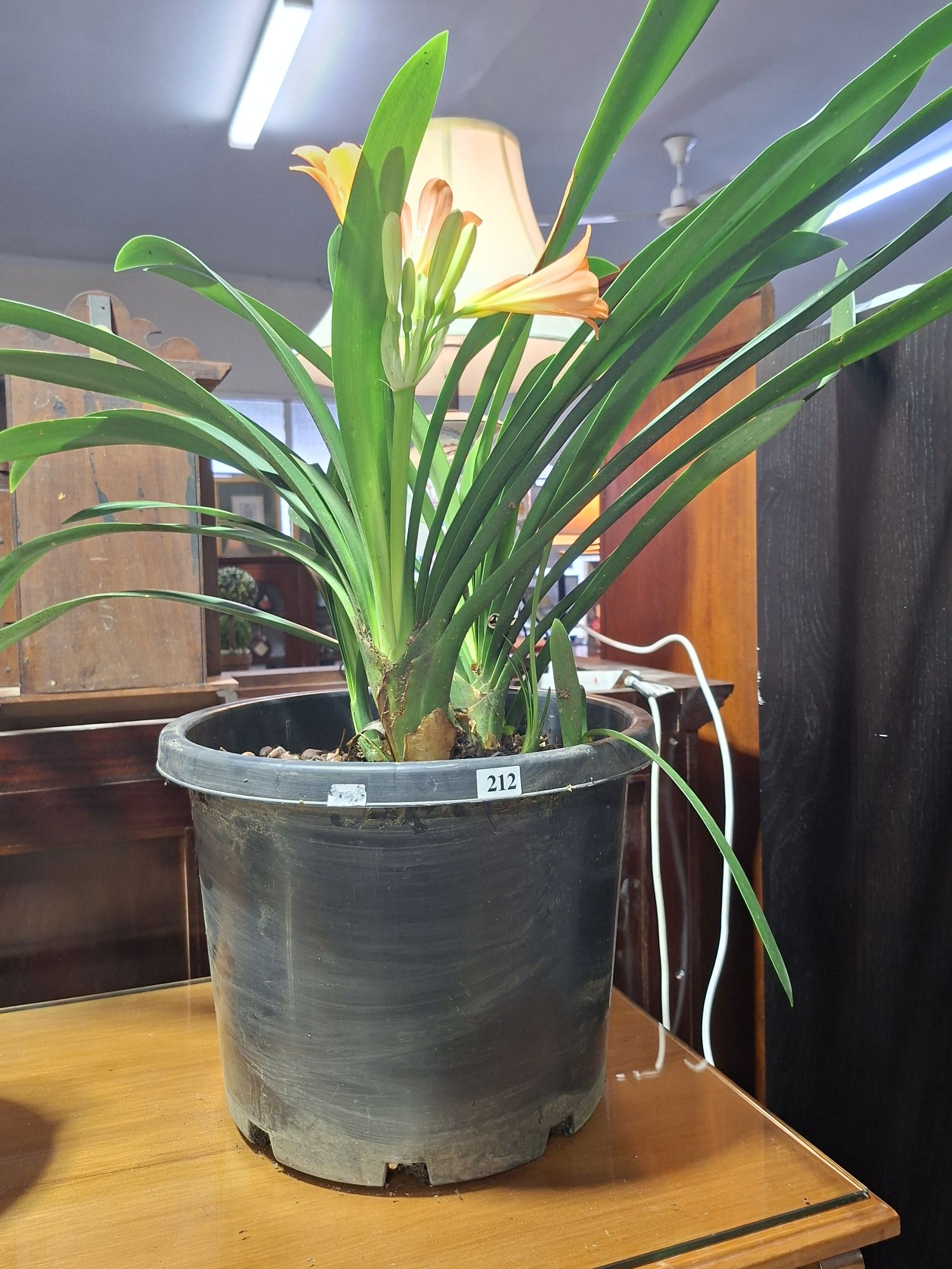 Flowering Clivia