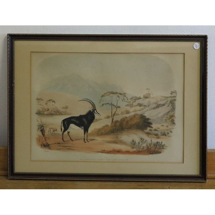 WILLIAM CORNWALLIS HARRIS - LITHOGRAPH - XXIII AIGOCERUS NIGER - THE SABLE ANTELOPE