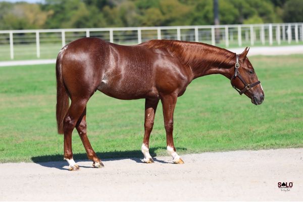 Got Five On It, 2025 sorrel colt, Stevie Rey Von x Incredicat, Lot 210 in the Solo Select October Sale