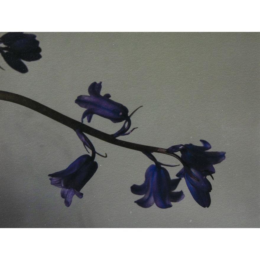 Peter Peryer 'Bluebells'