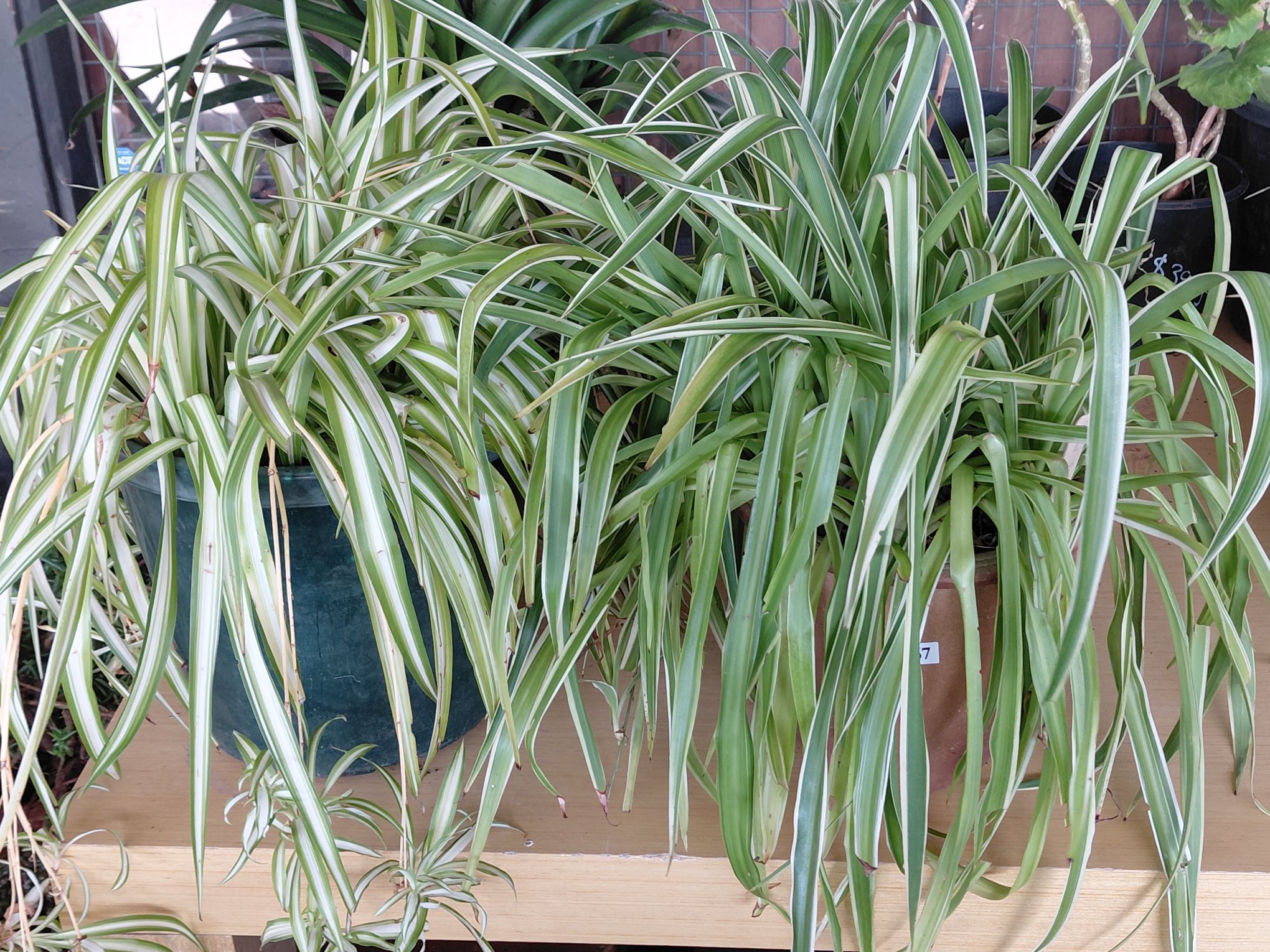467 · SPIDER PLANTS