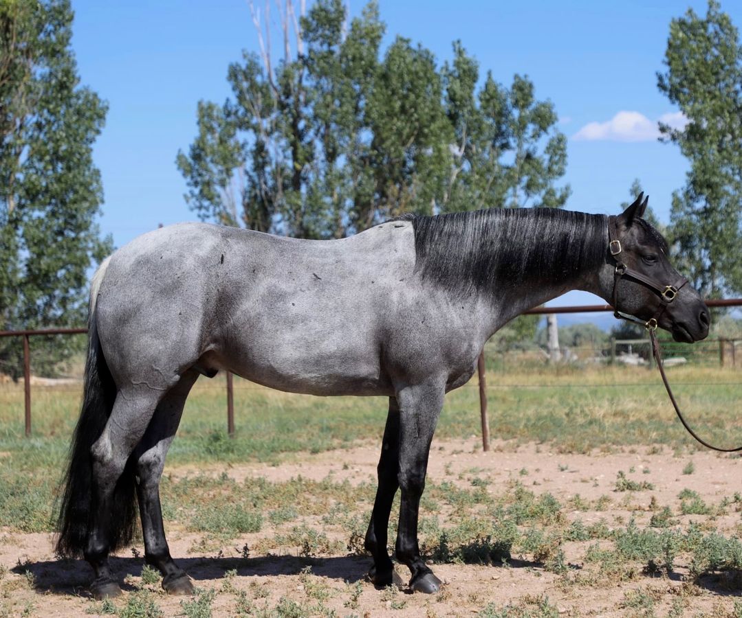 DOMINO | Horse Bid, LLC