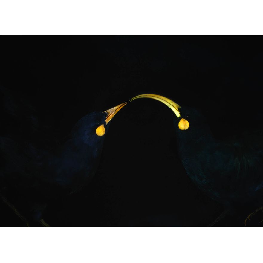 Fiona Pardington 'Inseparable Huia'