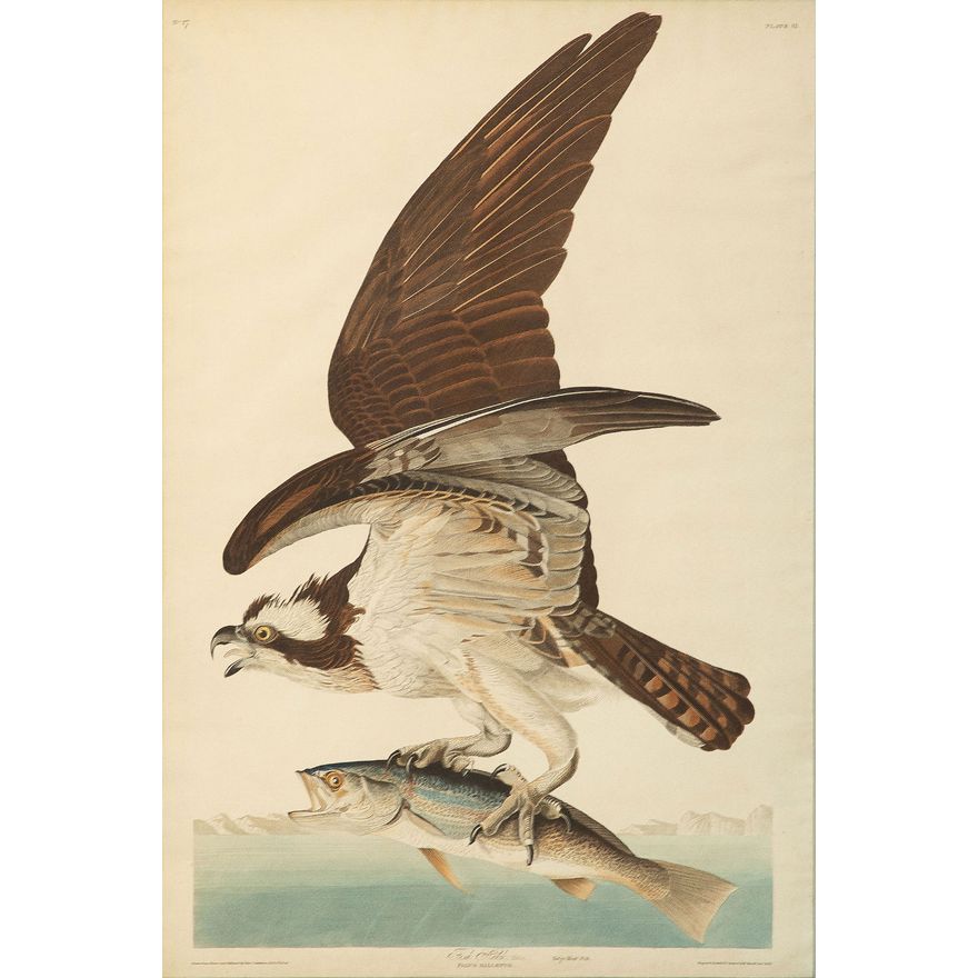 John James Audubon (1785-1851), Fish Hawk or Osprey, Plate 81