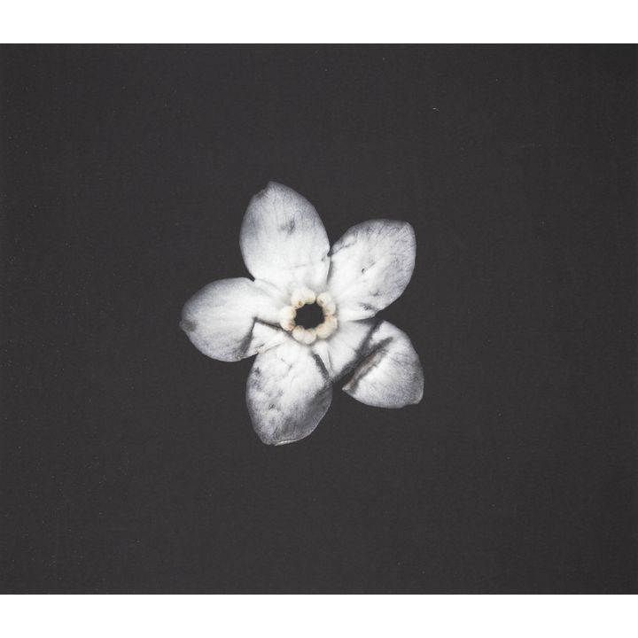 Roberta Thornley 'Forget-me-not (Bruised)'