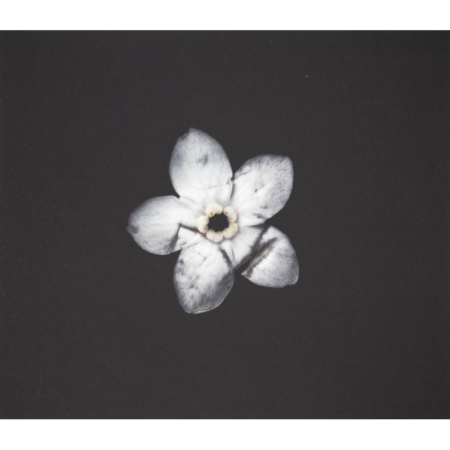 Roberta Thornley 'Forget-me-not (Bruised)'