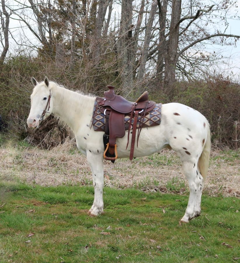ZIGGY | Horse Bid, LLC