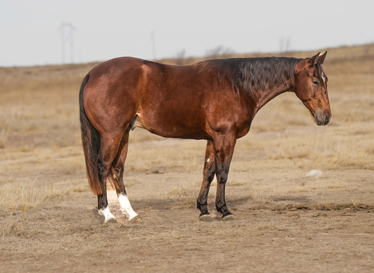 COOL RIZZ | Horse Bid, LLC