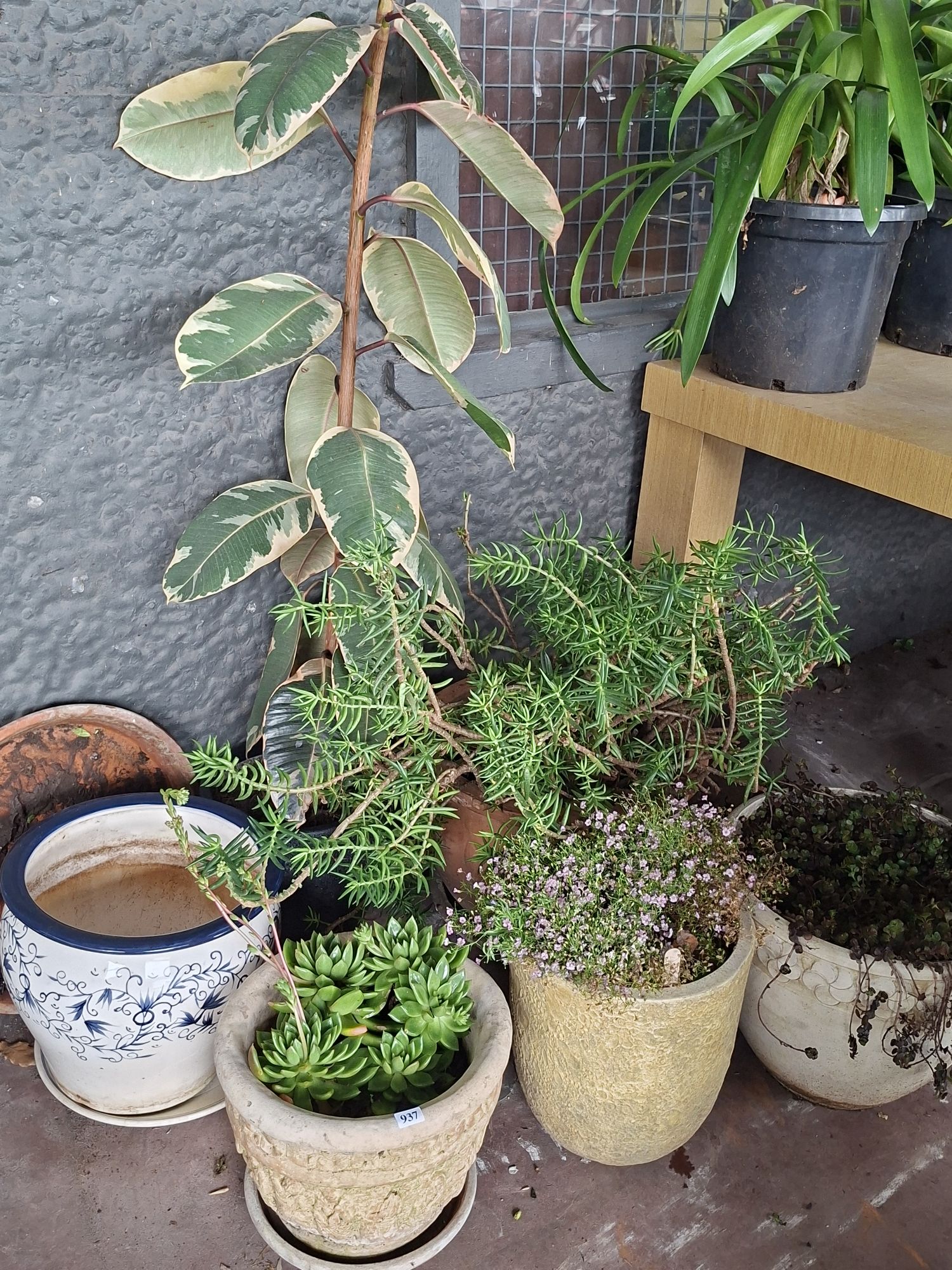 Various Plants And Pots