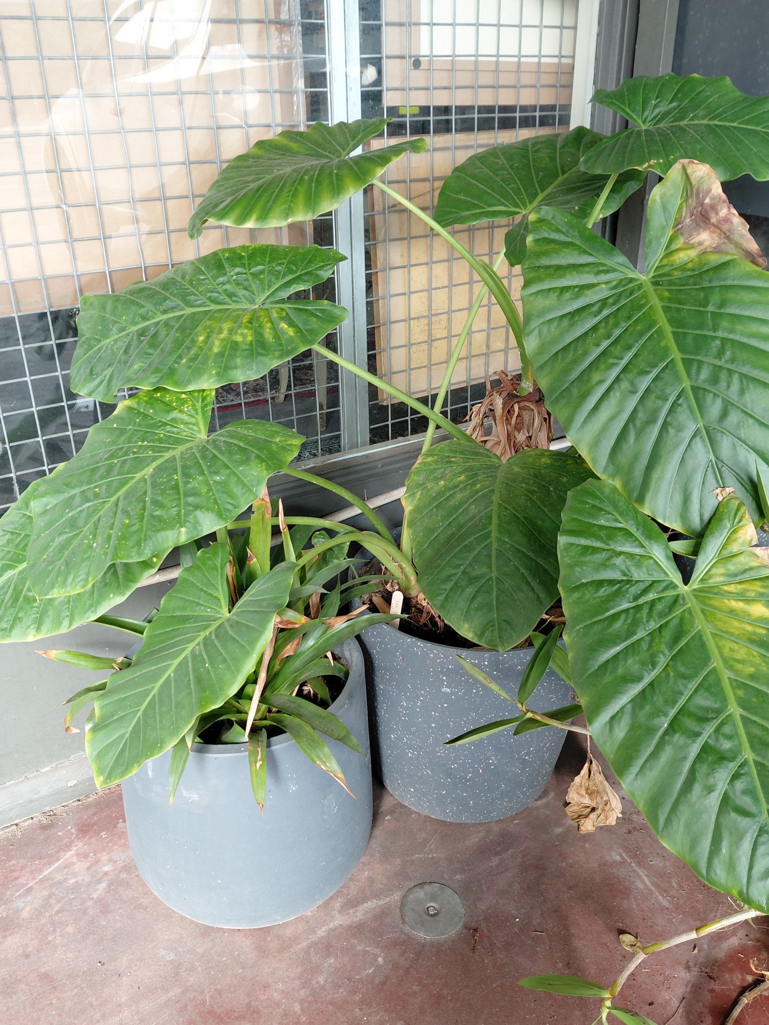 Potted Bromeliad Plant