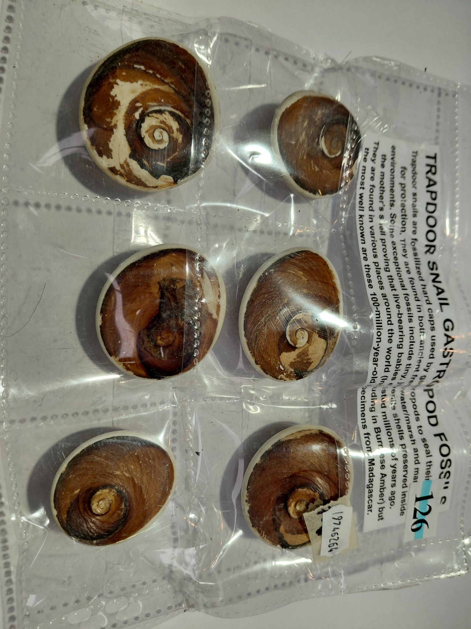 126 · TRAPDOOR SNAIL FOSSILS