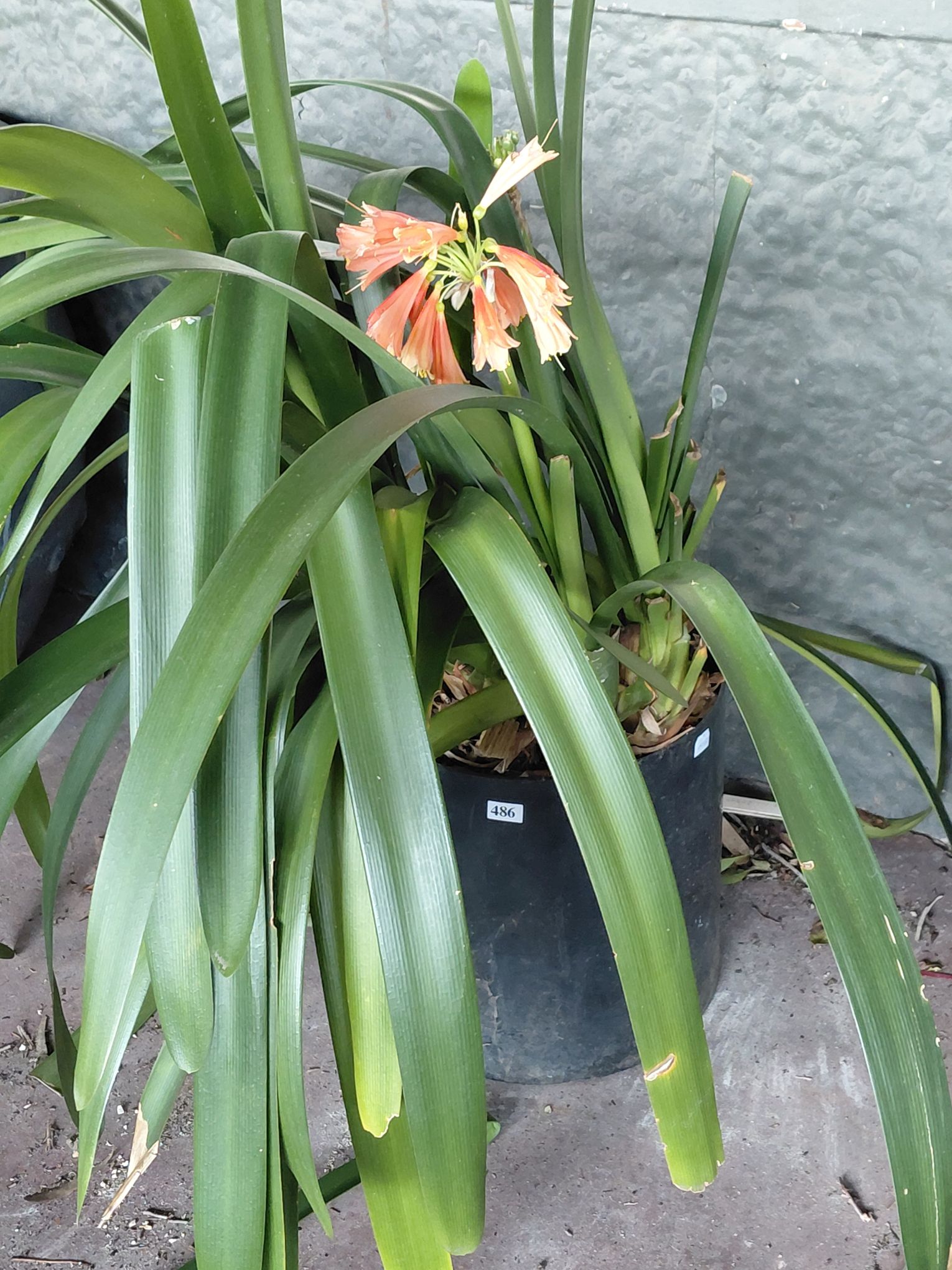 POTTED CLIVIA PLANT